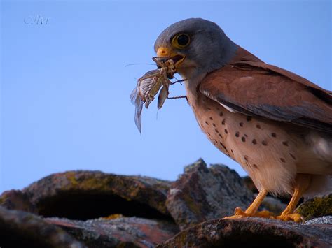 El cernícalo primilla es una especie estival en sentido estricto, llegando aquí en pleno mes de julio y marchando ya a comienzos de septiembre. El halcón de mi tejado: El cernícalo primilla (Falco ...