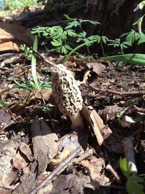 Morel Mushroom Our First Little Grey Of The Season April 2014 Amy