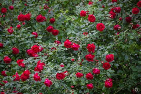 Red Rose Shrub Background High Quality Free Backgrounds