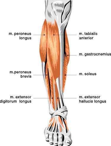 Quad leg muscles anatomy labeled diagram, vector illustration fitness poster. Lower Anterior Leg View: Peroneus Longus, Peroneus Brevis ...