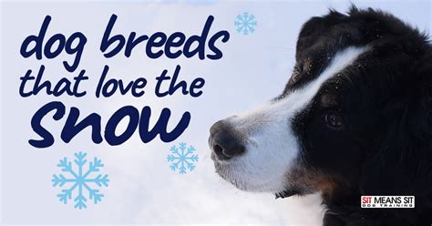 Dog Breeds That Love The Snow Sit Means Sit Dog Training
