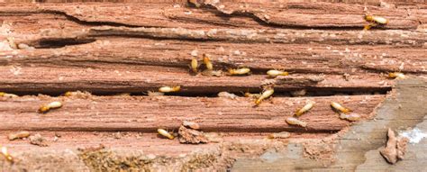 Tricks for how to prevent termites from entering your home. Termite prevention: 5 tips for preventing termites in your ...