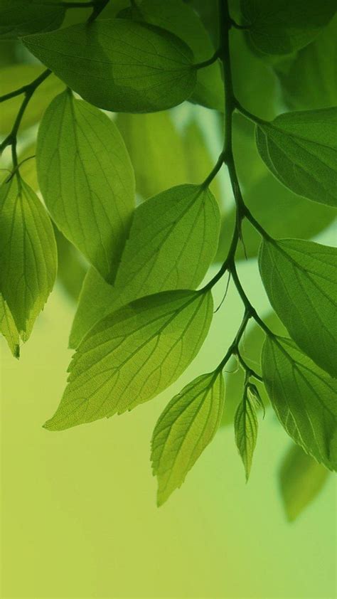 Fresh Green Leaves Htc One Wallpaper Best Htc One Wallpapers