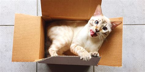 Why Do Cats Love Boxes So Much 7 Interesting Reasons Why Funny Pet