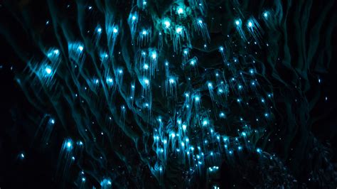 Glow Worm Cave Hd Wallpapers