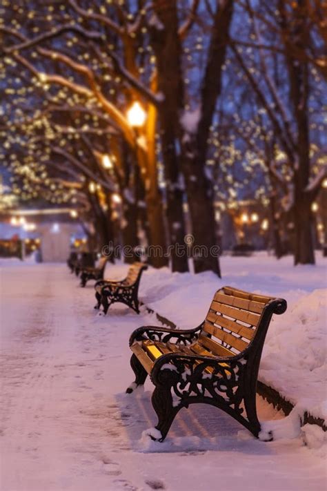 Winter Evening Park Landscape Wooden Bench Snow Covered Trees Stock