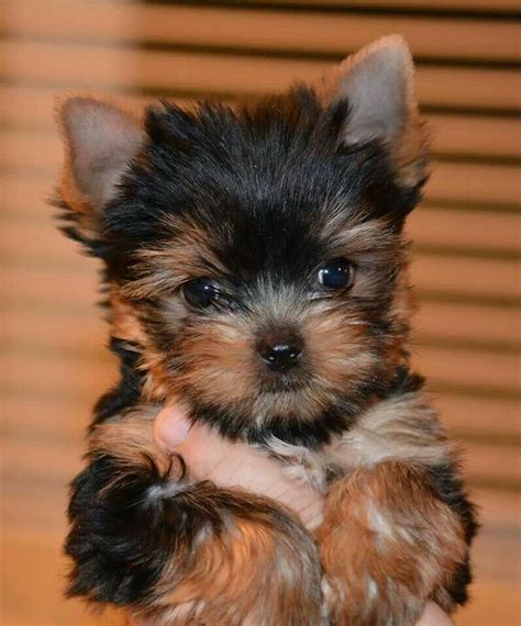 What A Sweet Baby Face Yorkshire Terrier Puppies Yorkshire Terrier