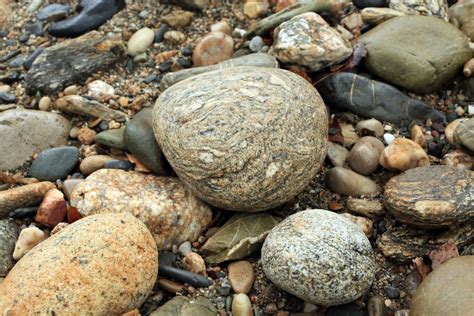 free images outdoor rock wildlife europe food pebble canon seafood fauna material