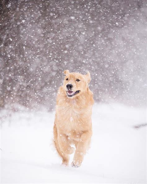 Jaxson Running Through The Snow Golden Retriever Dog Photography