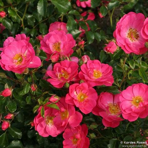 Buy Neon ® Floribunda Rose Agel Rosen