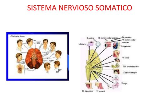 O Que é O Sistema Nervoso Somático BrasilEduca