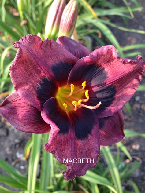 Macbeth Daylilies Macbeth Tropical Flowers Woods Gardens Lily