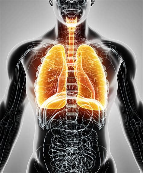 Best Human Lung Stock Photos Pictures And Royalty Free Images Istock