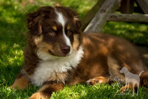 Only recently has akc accepted the miniature australian. Miniature American Shepherd Litter of Puppies from UK Breeder