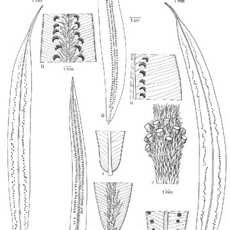Pdf A Revision Of The Fern Genus Oleandra Oleandraceae In Asia