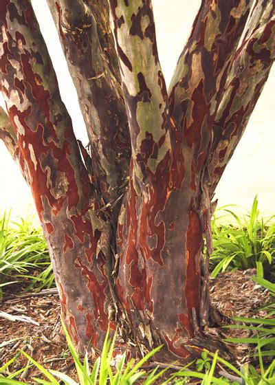 The Beauty Of Tree Trunks Neil Sperry S Gardens