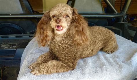 Chocolate Toy Poodle Petey Chocolate Toy Poodle Toy Poodle Poodle