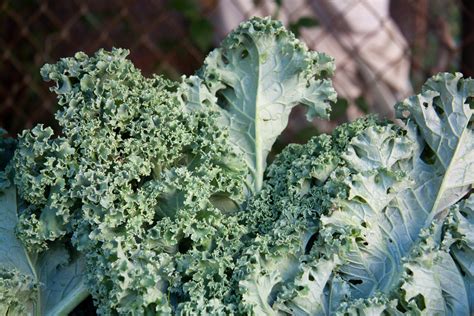 8 Different Types Of Kale For Salads Soups And More