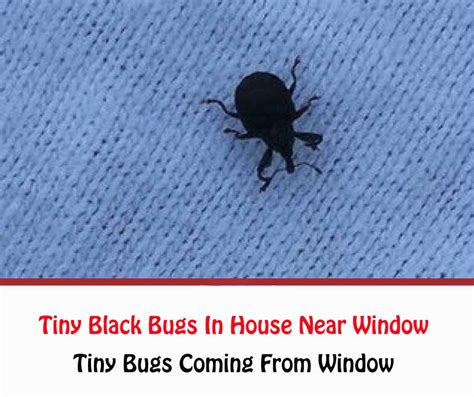 Keep Finding Little Black Bugs In My Bedroom