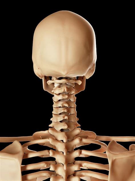Human Skull And Neck Bones Photograph By Sciepro Pixels