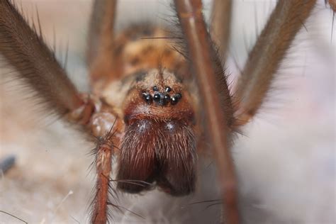 House Spider – wildlifemacro