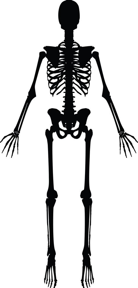 Free Clipart Of A Human Skeleton Black And White