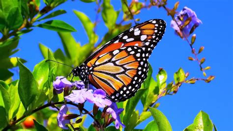 44 Spring Butterfly Wallpaper Desktop
