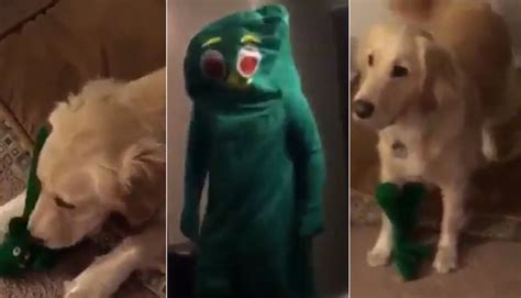 Facebook Video Hombre Se Disfraza Del Juguete Favorito De Su Perro Y