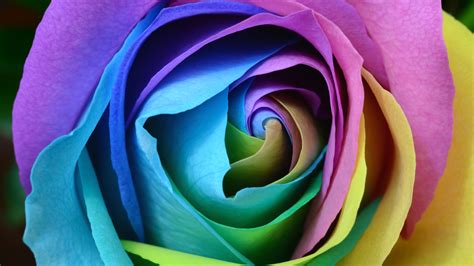 Download rose images and wallpapers 4k wallpapers is an immediate reaction, drawing is a meditation. Colorful Rose 4K Wallpapers | HD Wallpapers | ID #22373