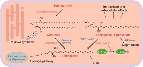 A Glimpse Of The Structural Biology Of The Metabolism Of Sphingosine