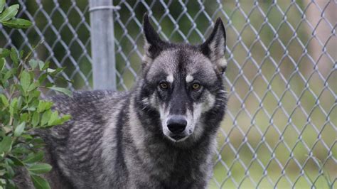 Wolf Hybrid Escaped From Critter Haven Animal Sanctuary Near Vero Beach