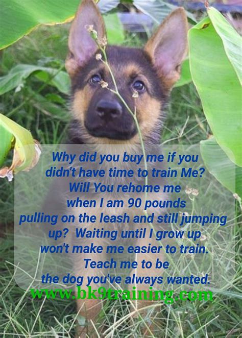 Pin by Bennett Canine Training on Training quotes | Training quotes, Dog training, Best dogs