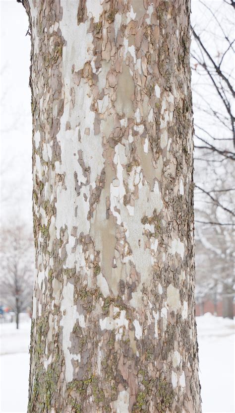 Peeling Sycamore Tree Bark is Normal - Purdue Landscape Report