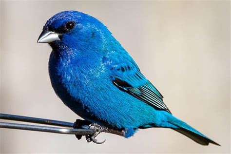 Bird Informer Indigo Bunting Bird Identification Habits Facts Nesting