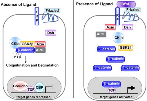 Canonical Wnt Signaling Pathway Wntfig1 Leaders In Pharmaceutical