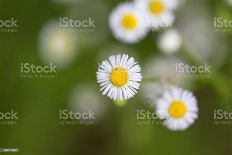 Close Up Chamomiles Flower With Nature Background Stock Photo