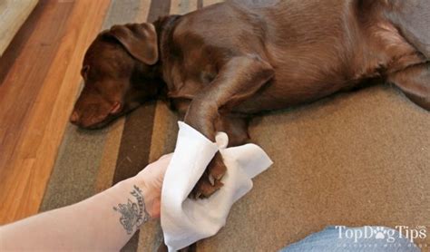 How To Treat An Infected Paw On A Dog Step By Step Guide