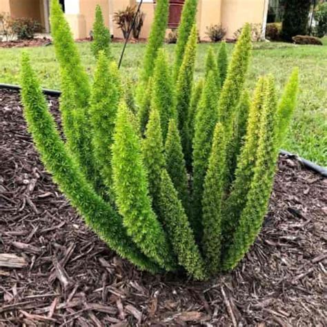 A.k.a., ponytail fern, bottle brush fern, emerald fern. Foxtail Fern Care: How To Grow Asparagus Densiflorus Ferns ...