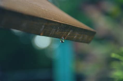 Free Images Water Wing Light Sunlight Leaf Glass Green