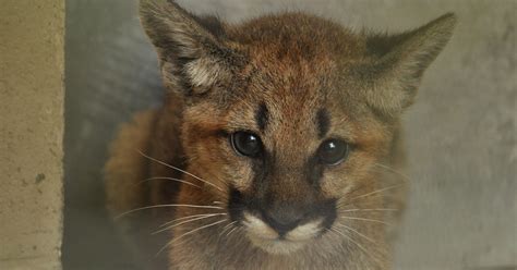Orphaned Cougar Kittens Find Home At Alexandria Zoo