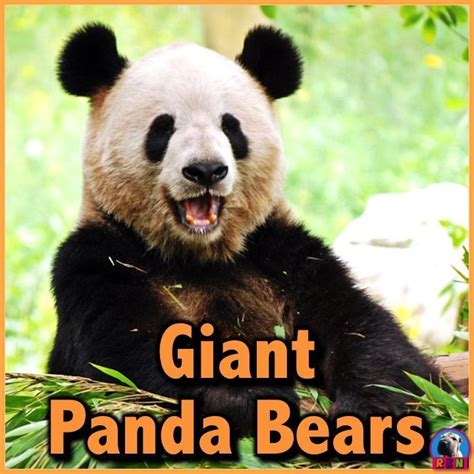 Learn All About Giant Pandas In This Ppt Presentation This Nonfiction