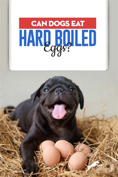 Can Dogs Safely Eat Hardboiled Eggs An Overview