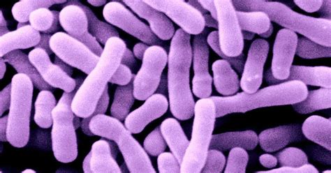 Bifidobacterium Scheda Batteriologica Ed Approfondimenti