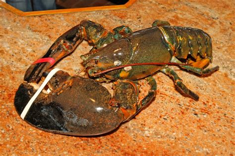 7 Largest Lobsters Ever Captured
