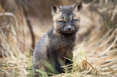 Red Foxes Brittany Crossman Photography