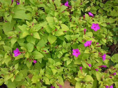Maybe you would like to learn more about one of these? How to Grow: Four O Clocks- grow four o clocks- garden ...