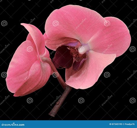 Orchid On The Pink Background Royalty Free Stock Photography