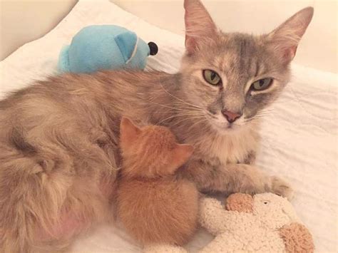 Mother Cat Lost All Her Kittens Then This Orphan Newborn