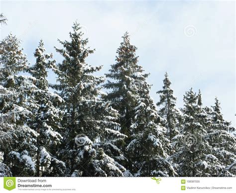 Snow Covered Green Fir Trees Stock Image Image Of Frozen Shot 108387035