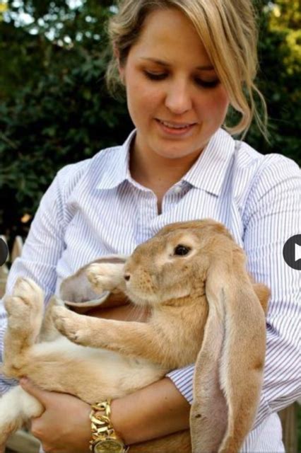 Bunny Hutch Bunny Bunny English Lop Rabbit House Rabbit Society